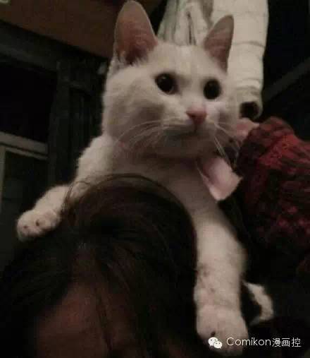 可爱猫咪戴着发箍,可爱的猫咪发箍