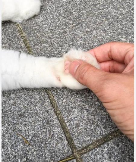 猫咪在人睡觉的时候故意制造噪音,晚上不让猫咪进屋一直叫