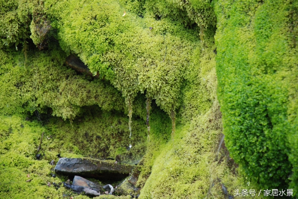 家居水景之苔藓养护注意事项及常见问题