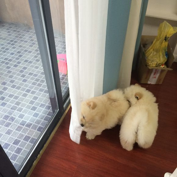 冬瓜南瓜！我家有一对松狮小活宝~