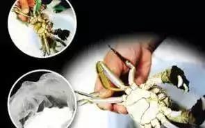 洗螃蟹的正确方法公螃蟹,洗螃蟹刷螃蟹的步骤