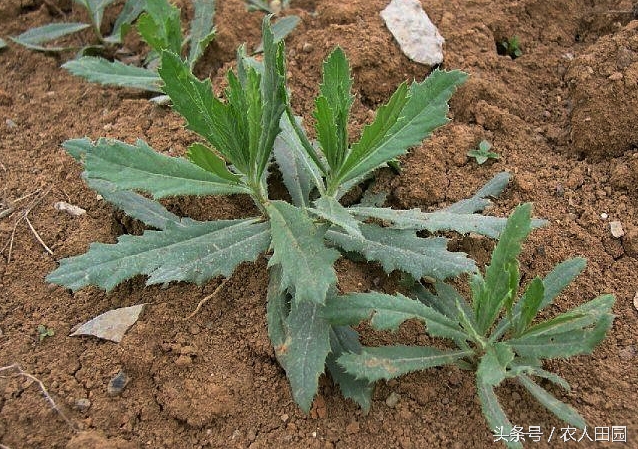刺角芽用什么农药能除根,刺角芽用什么药能除掉
