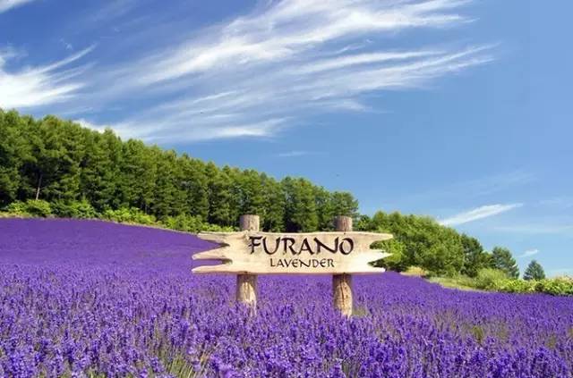 去日本旅游带多少钱合适一点,带狗狗去日本旅游要多少钱