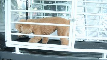 一千平室外宠物乐园,拥有数百只流浪猫的猫咪公园