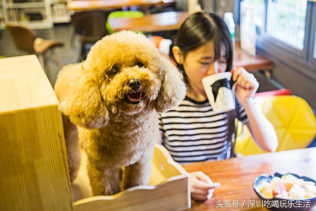 一千平室外宠物乐园,拥有数百只流浪猫的猫咪公园