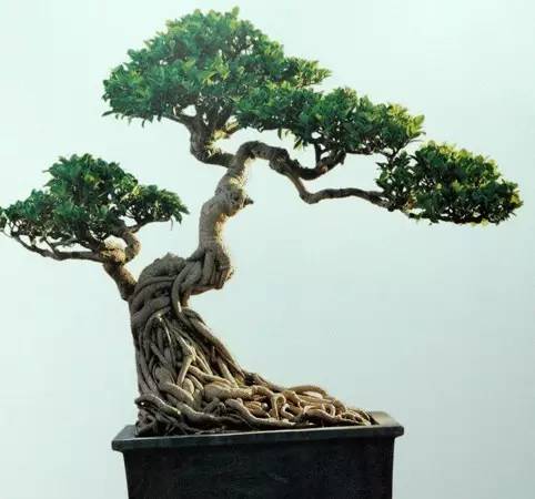 怎样养小叶榕盆景,小叶榕树盆景用什么土养