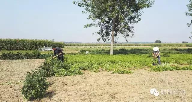 来原阳锄落生、梆玉蜀黍吧!