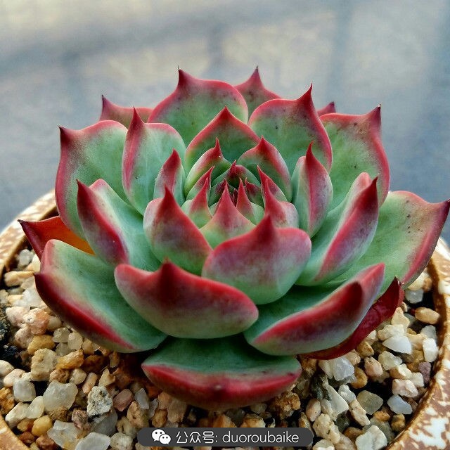 灰姑娘变公主!吉娃娃,一棵高傲的大!普!货!