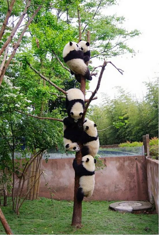 成都在全球的知名度和美誉度,成都网络论坛最新消息