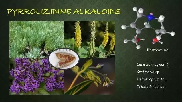 蜂蜜致癌物,澳洲蜂蜜是真是假