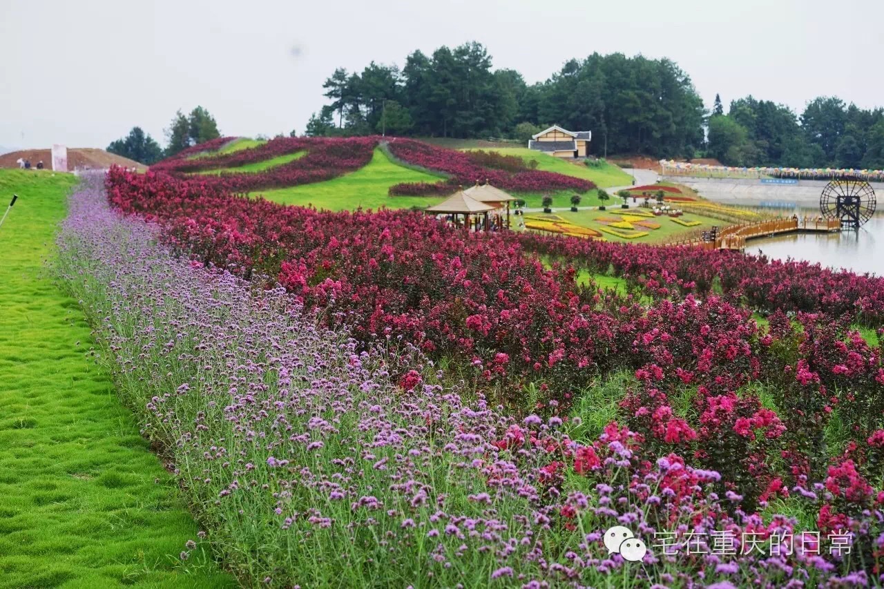 山谷飞来金凤凰,綦江横山凤凰谷怎么去