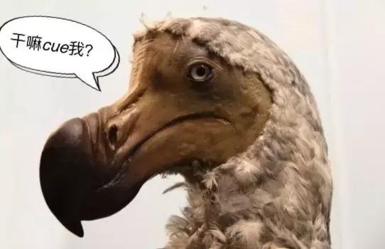 免费带你去旅游,毛里求斯特价旅游