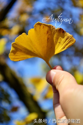 秋天来了我和爷爷奶奶逛公园,秋天八大关