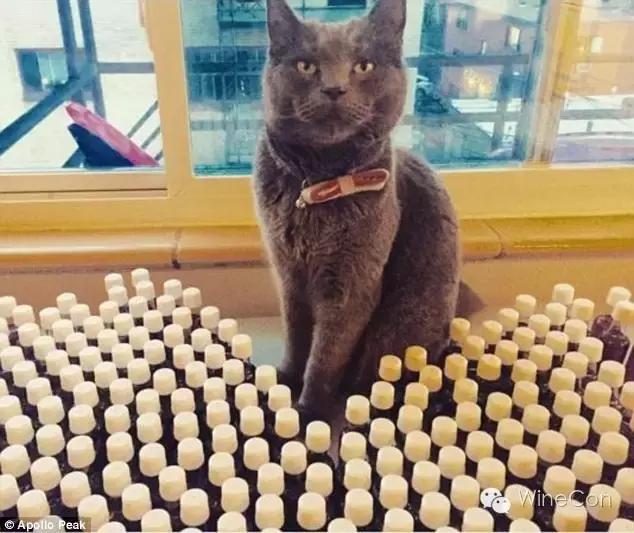 猫咪甜白葡萄酒,猫咪的葡萄酒