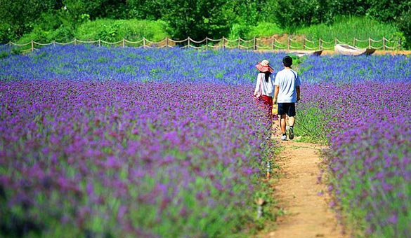 薰衣草花海一起享受大自然的美,薰衣草花海游