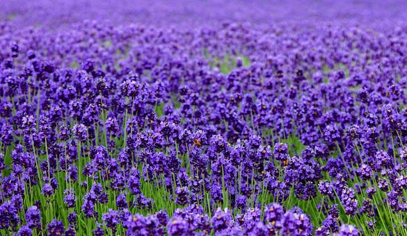薰衣草花海一起享受大自然的美,薰衣草花海游