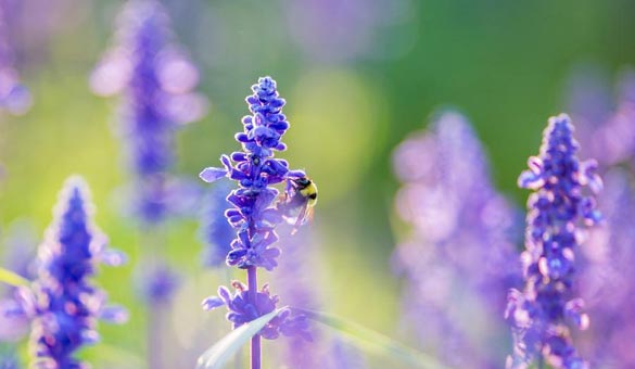 薰衣草花海一起享受大自然的美,薰衣草花海游