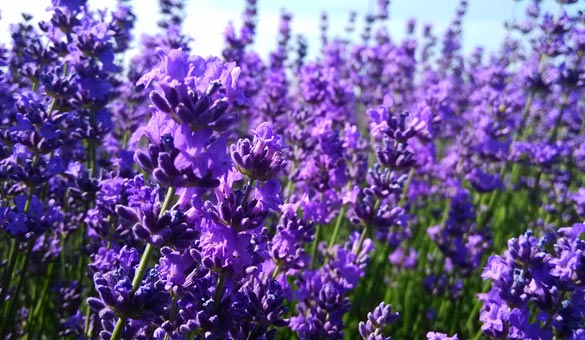薰衣草花海一起享受大自然的美,薰衣草花海游