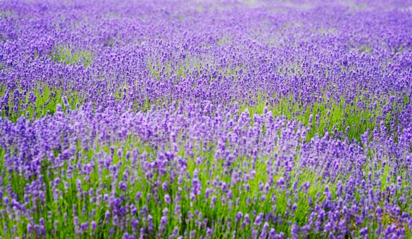 薰衣草花海一起享受大自然的美,薰衣草花海游