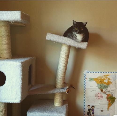 猫咪在人睡觉的时候故意制造噪音,晚上不让猫咪进屋一直叫