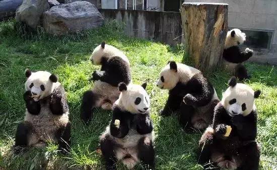 清远长隆森林主题乐园亚洲最大,广东清远长隆游乐园攻略