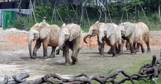 清远长隆森林主题乐园亚洲最大,广东清远长隆游乐园攻略