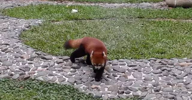 清远长隆森林主题乐园亚洲最大,广东清远长隆游乐园攻略