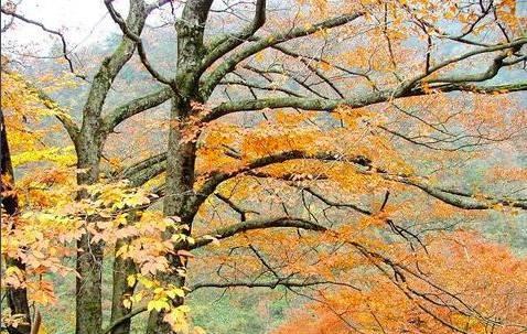 四川十大最黑景点,四川最土的景点