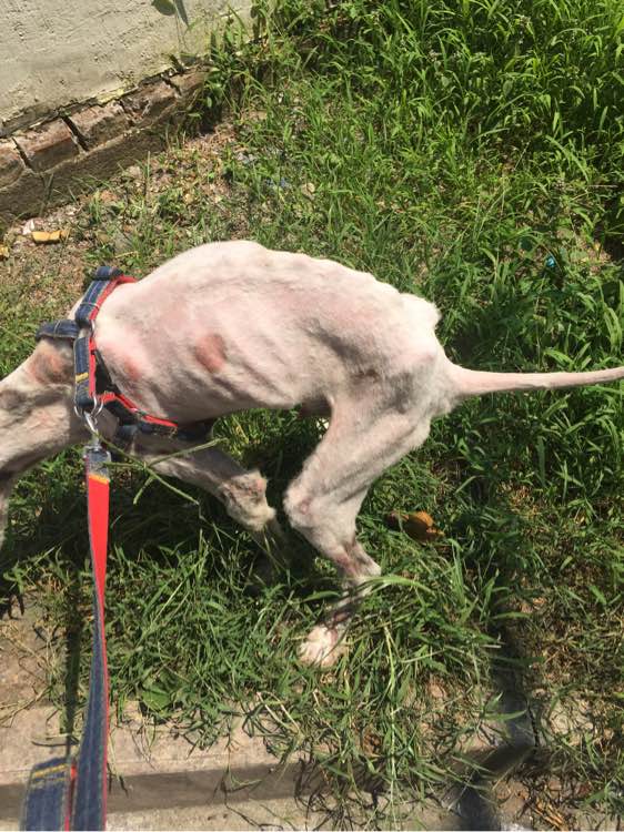 下班回家捡到小动物带回家养,捡到流浪狗不想养怎么处理