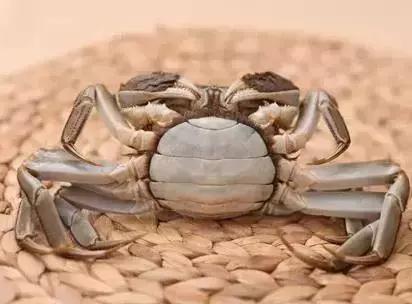 洗螃蟹的正确方法公螃蟹,洗螃蟹刷螃蟹的步骤