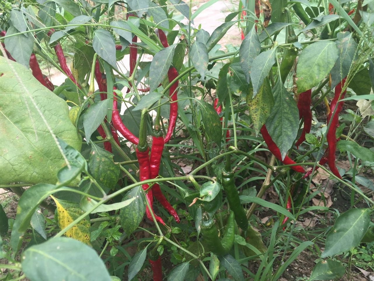 韭菜开的花,韭菜里面的花