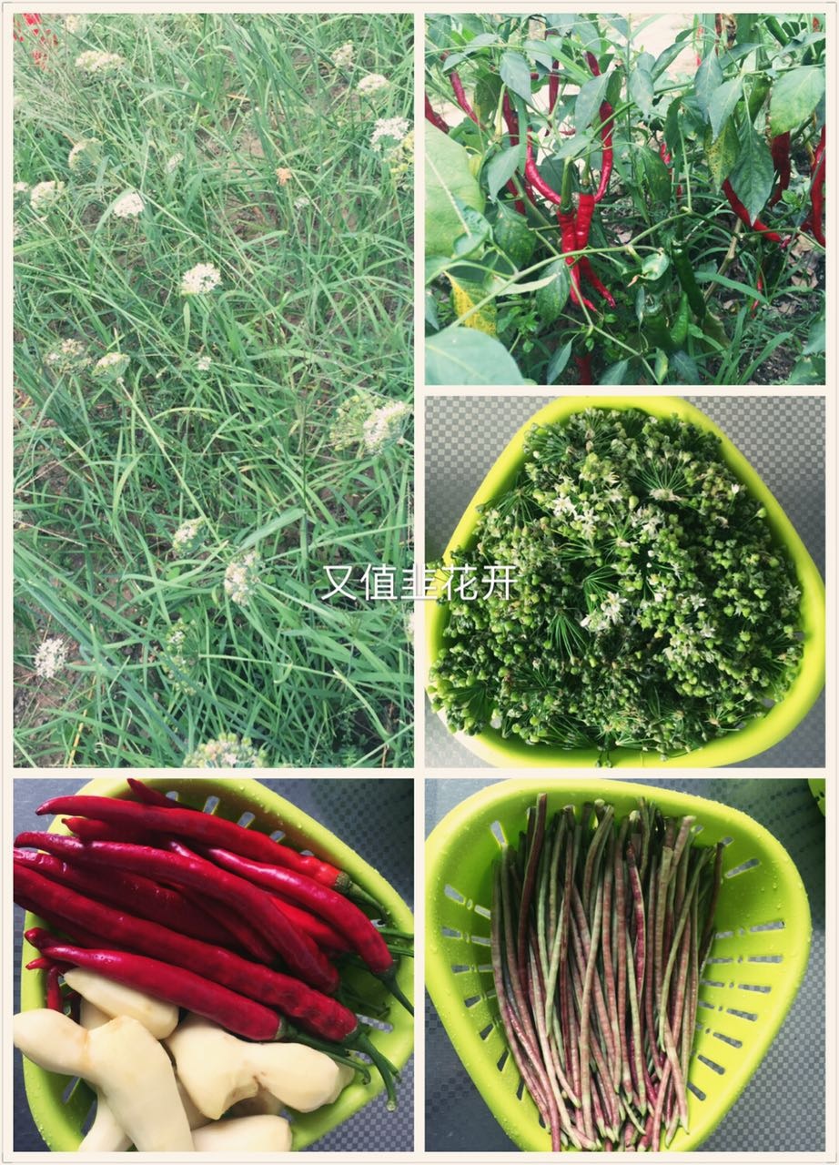 韭菜开的花,韭菜里面的花