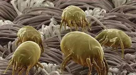 最不值得买的十种家用电器 (最不推荐买的家用电器)