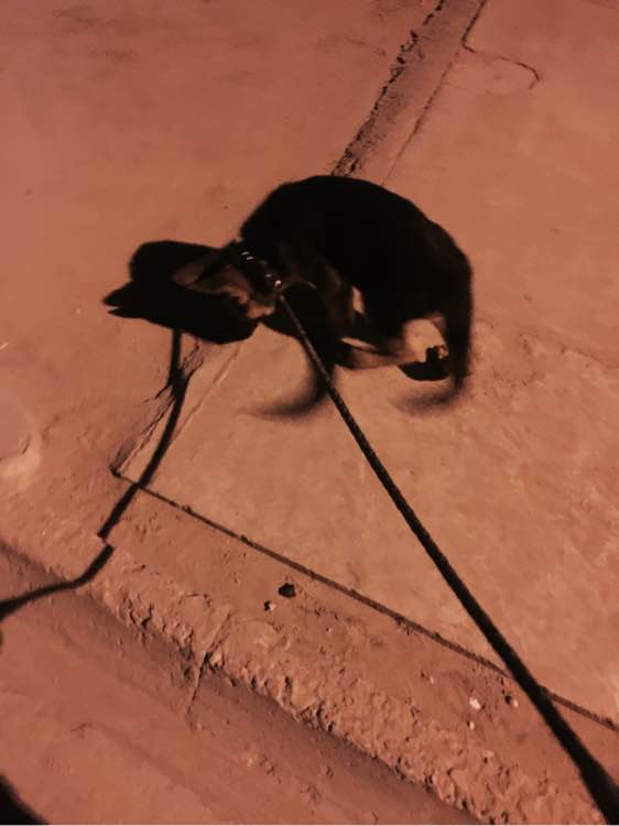 一个月的德牧为什么那么瘦,德牧什么表现是笨狗