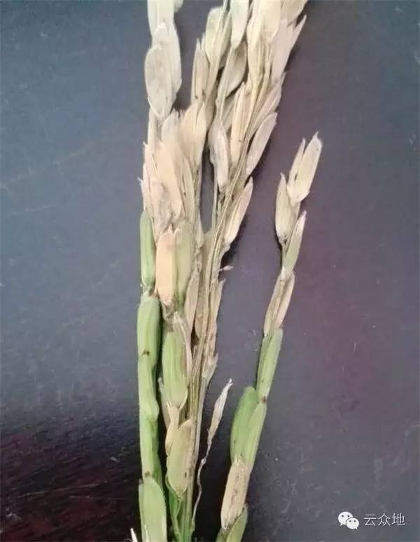 水稻出现“白穗”，这是谷枯病还是穗颈瘟？