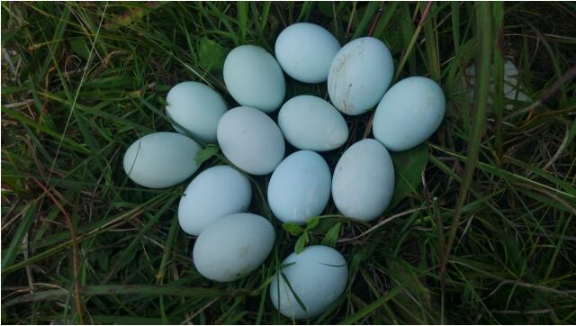 绿壳鸡蛋价格这几年是否有所下降,绿壳鸡蛋和普通鸡蛋价格有区别吗