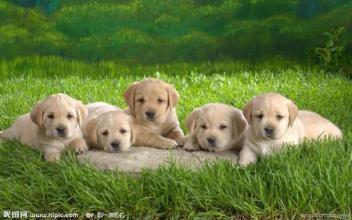 小奶狗的成长全部视频,流浪奶狗的成长经历