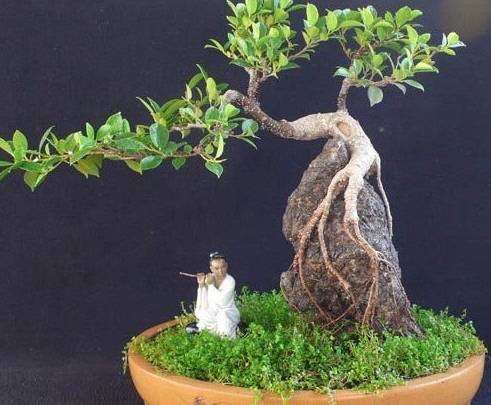 怎样养小叶榕盆景,小叶榕树盆景用什么土养