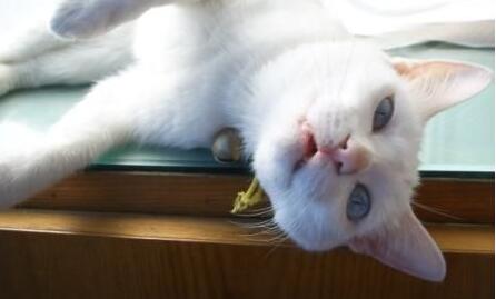 棉签解决猫咪发情，我国人民果然智慧~