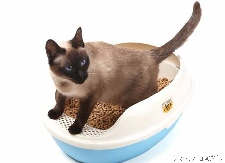 怎么处理猫的粪便,怎么处理猫拉屎后残留的粑粑