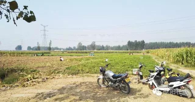 来原阳锄落生、梆玉蜀黍吧!