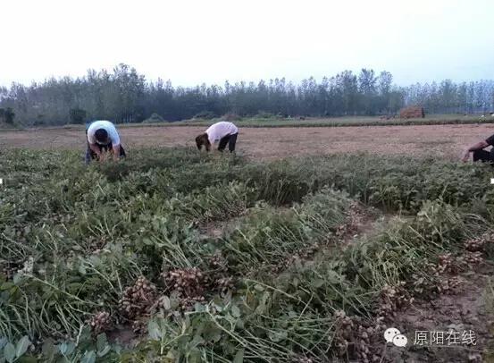 来原阳锄落生、梆玉蜀黍吧!