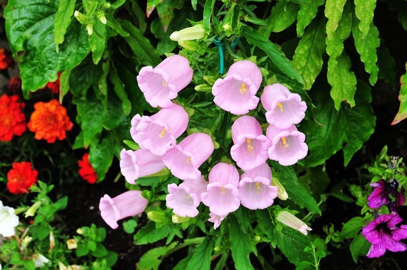 好看花儿的名字有哪些,所有非常美丽的花儿名字