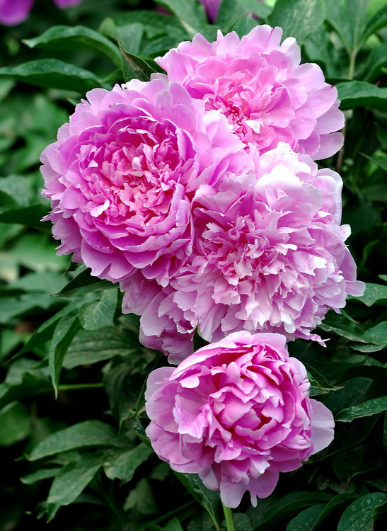 好看花儿的名字有哪些,所有非常美丽的花儿名字