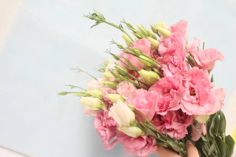 好看花儿的名字有哪些,所有非常美丽的花儿名字