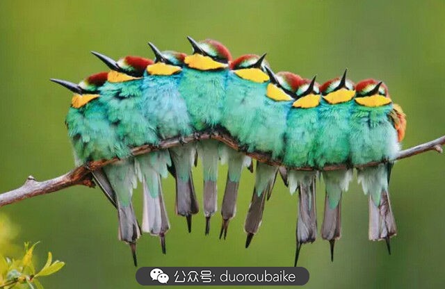 灰姑娘变公主!吉娃娃,一棵高傲的大!普!货!