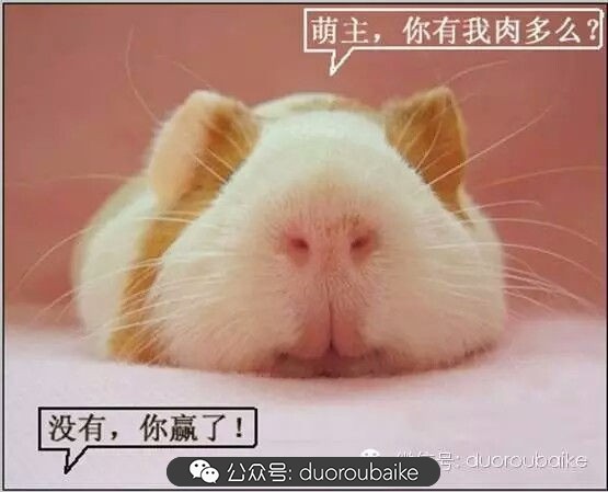 灰姑娘变公主!吉娃娃,一棵高傲的大!普!货!