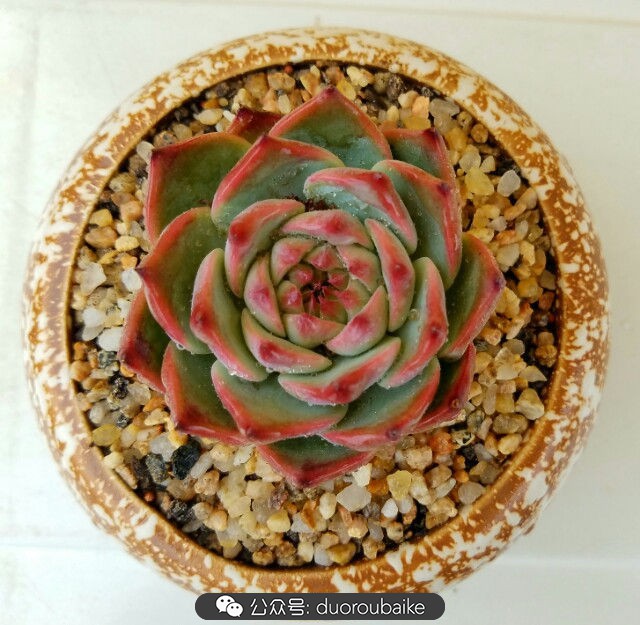 灰姑娘变公主!吉娃娃,一棵高傲的大!普!货!