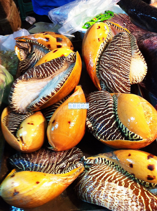 红螺也叫椰子涡螺，潮州旧志称其“壳红肉劲”，很考较厨师的工夫