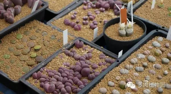 边走边看日本番杏之王DTさん多肉大棚